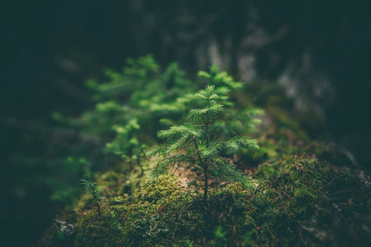 Un petit arbuste en forêt
